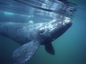 Southern_Right_Whale